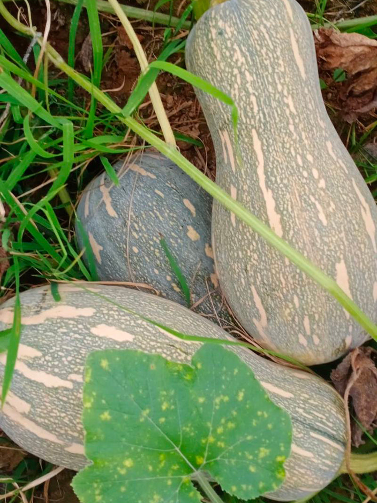 'Rumi No. 9' Pumpkin