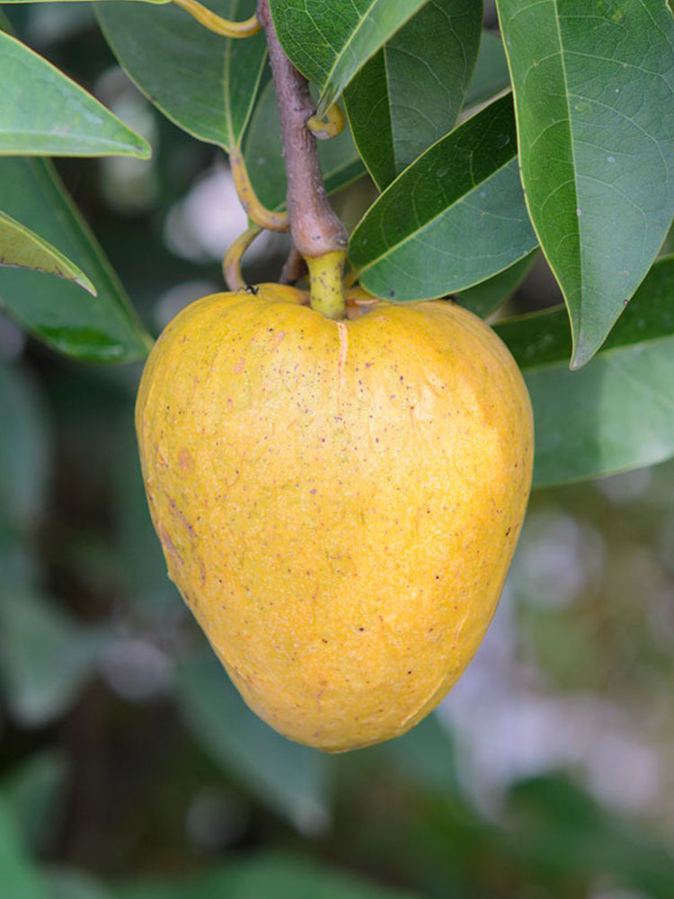 Annona Reticulata