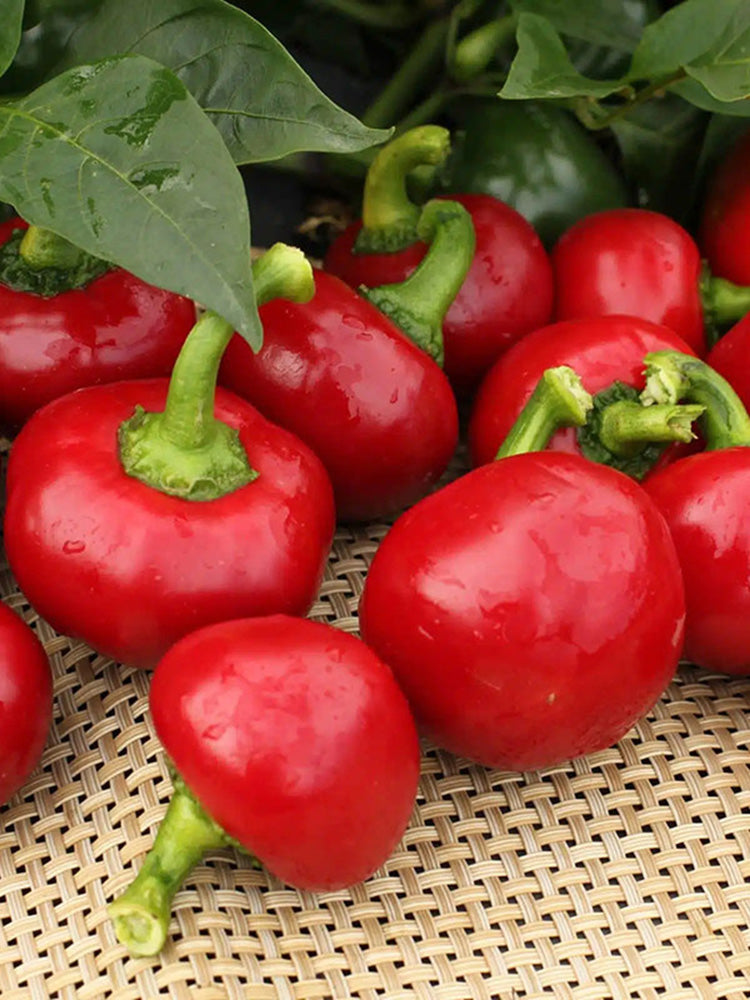 Red Hot Cherry Pepper