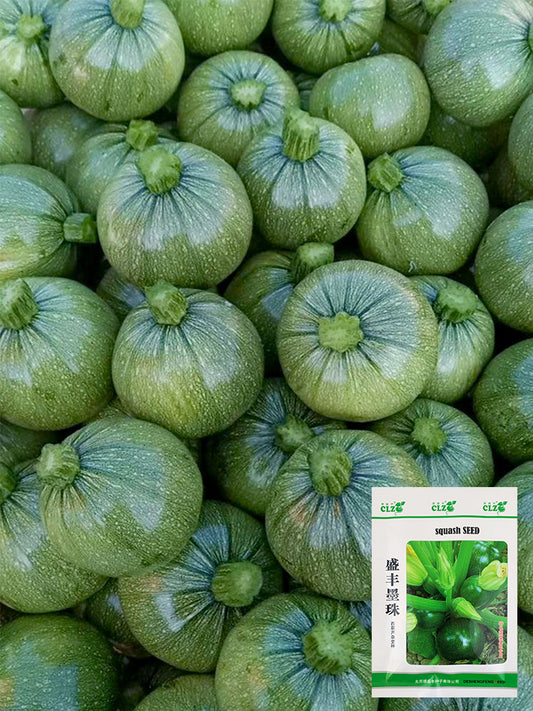 Shengfeng Dark Jade Zucchini