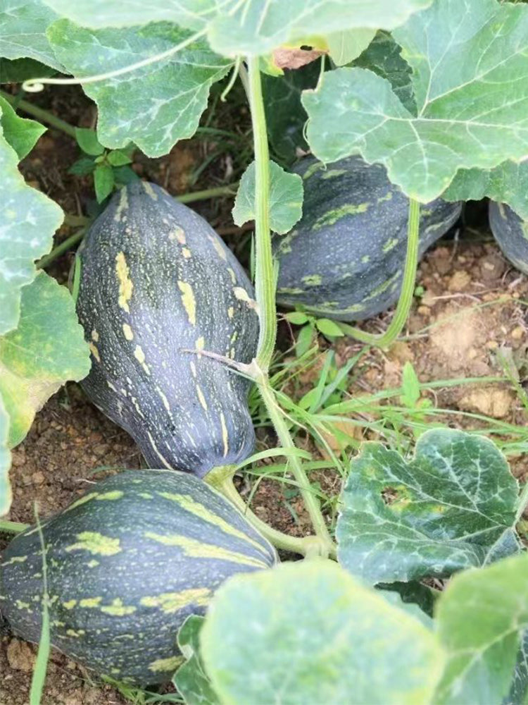 Sweet Taro Flavor Pumpkin