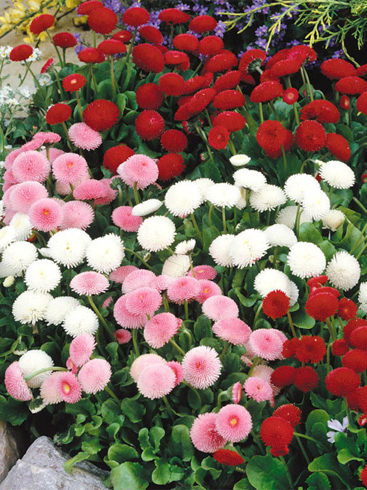 Bellis perennis 'Pomponette'