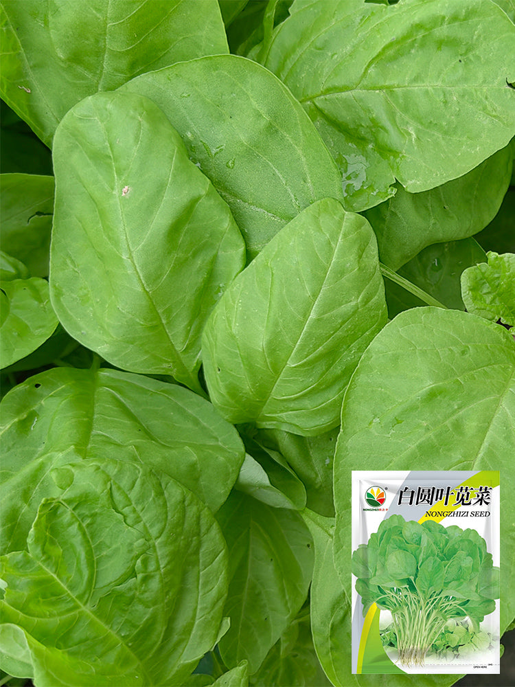 Round-leaf White Amaranth