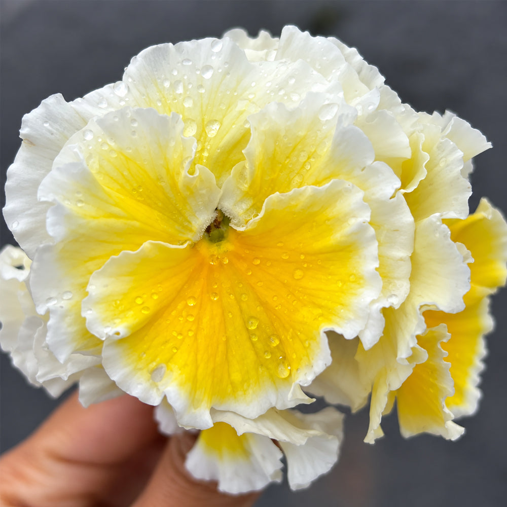 U2334 Da Danta Ruffled Viola