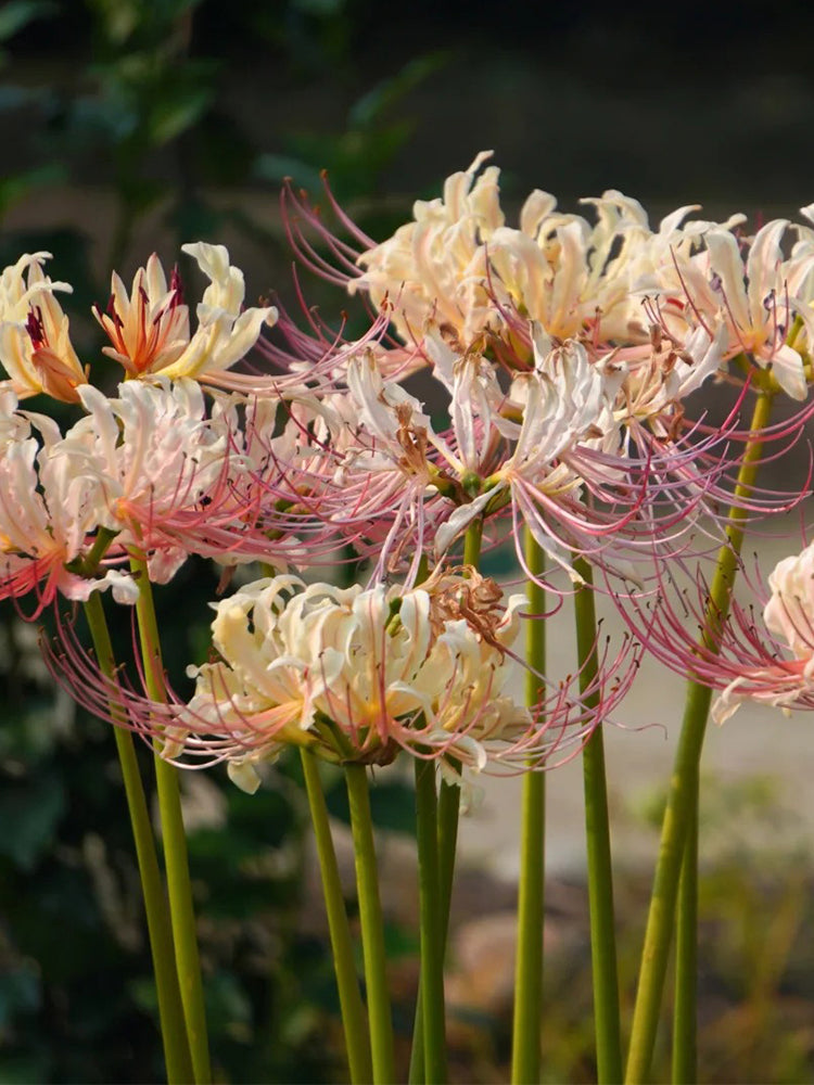 Lycoris squamigera 'White Chunxiao'
