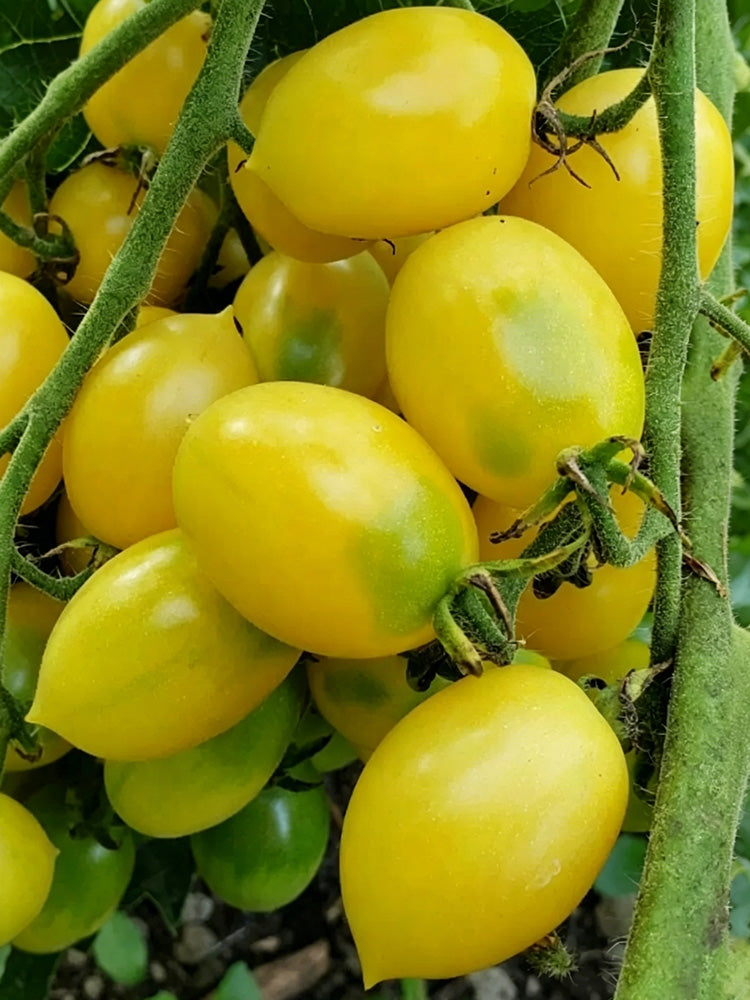 Crazy Barry Cherry Tomato