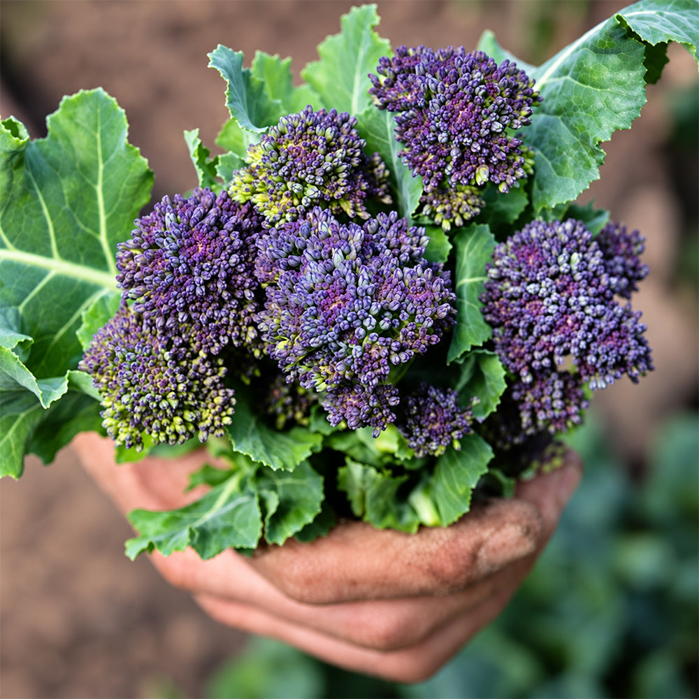 U2421 Early Purple Sprouting Broccoli