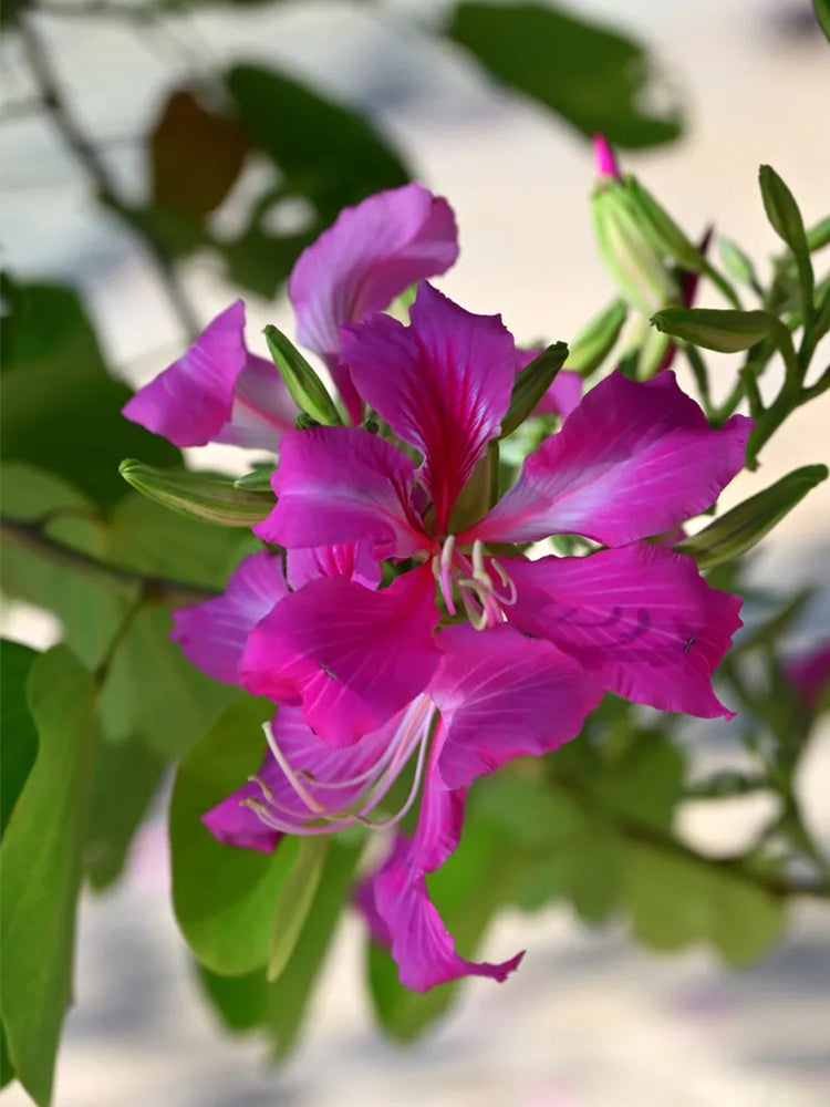 Bauhinia purpurea L.