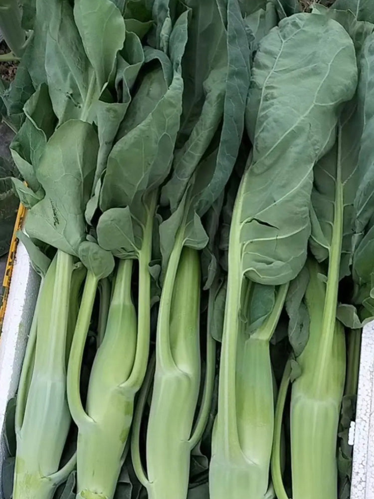 'Jiemei Jinmei Zhonghua' Chinese Kale