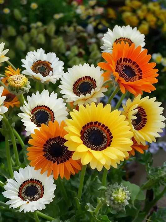 Double Cape Daisy Mixed Colors