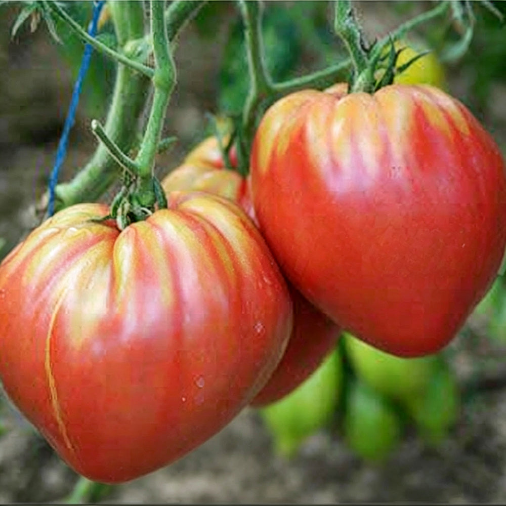 W954 Hungarian Heart Tomato