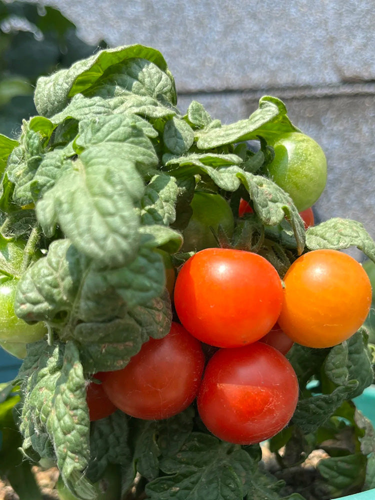 Dwarf Compact Red Cherry Tomato