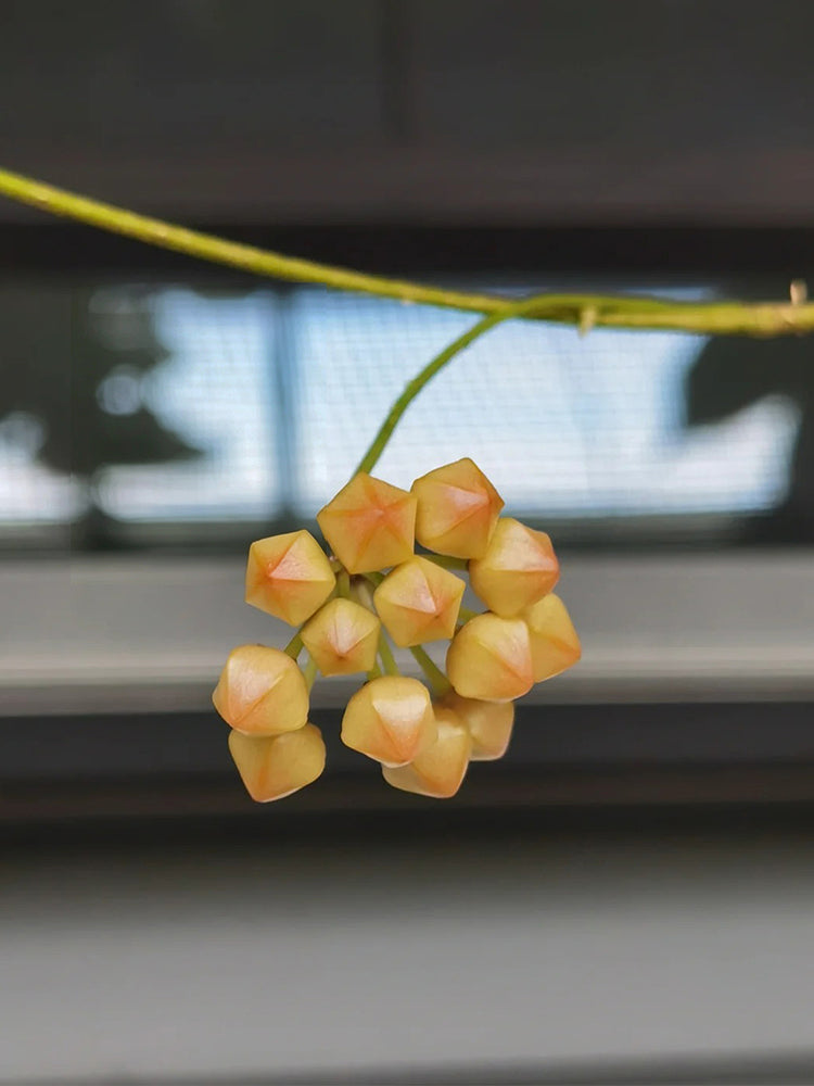 Hoya cutis-Porcelana Unrooted Stem Cuttings