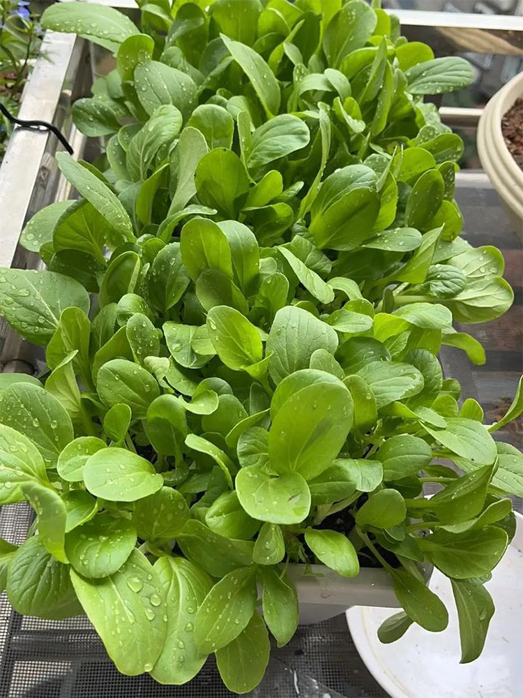 Jiemei Fast-growing Baby Bok Choy