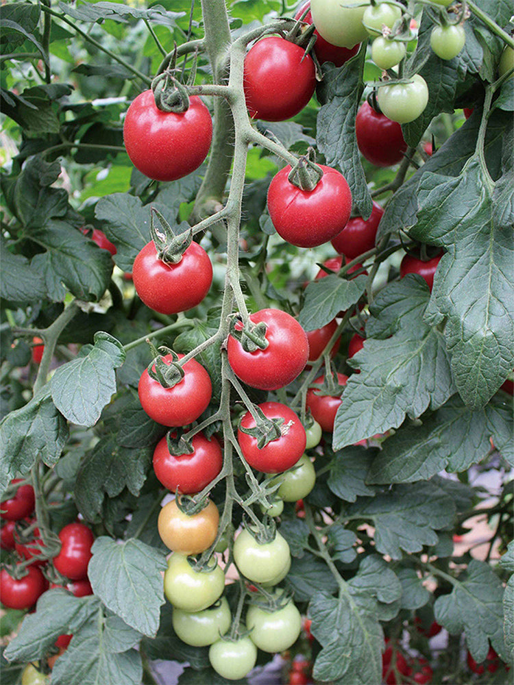 Pink Peach Tomato