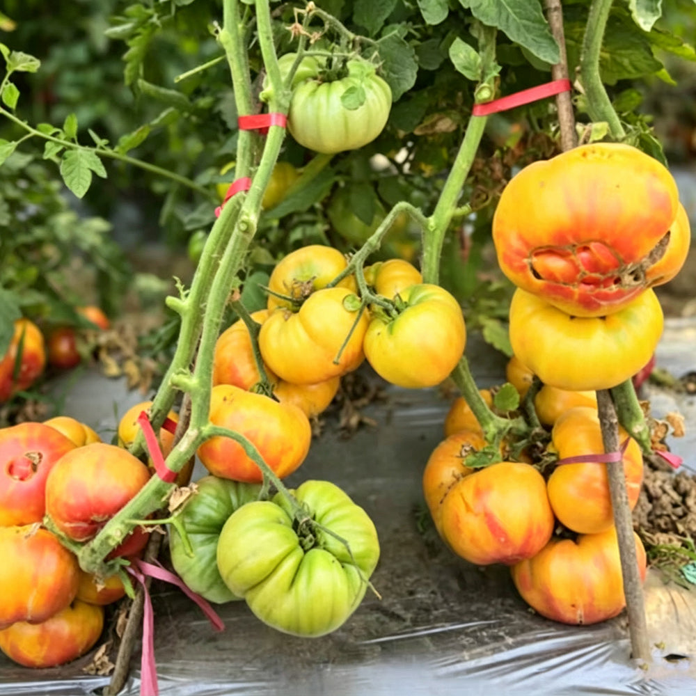 778 Honey Rose Tomato
