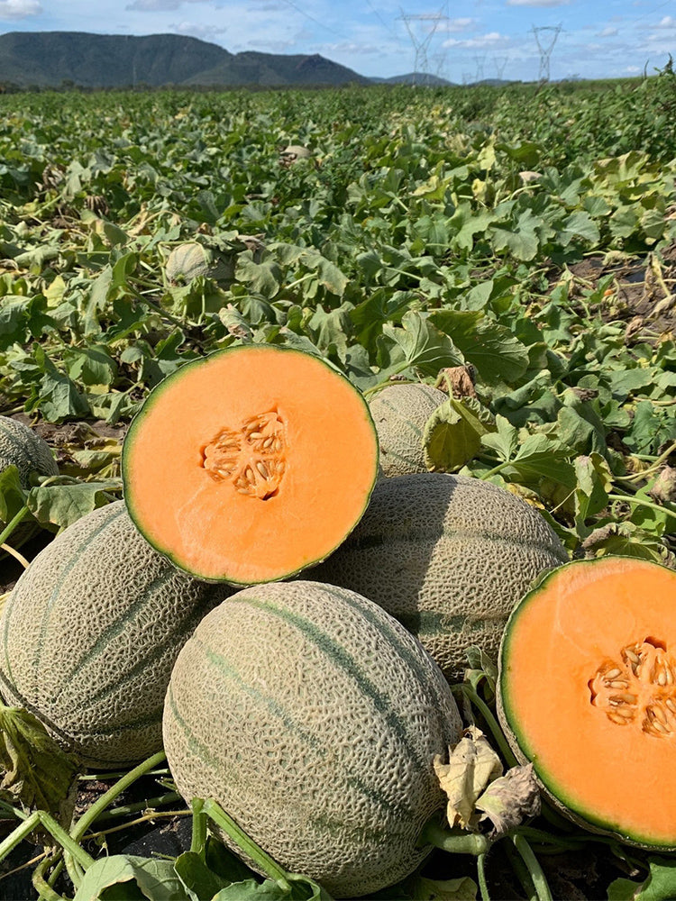 No.8 Red Cantaloupe Hybrid