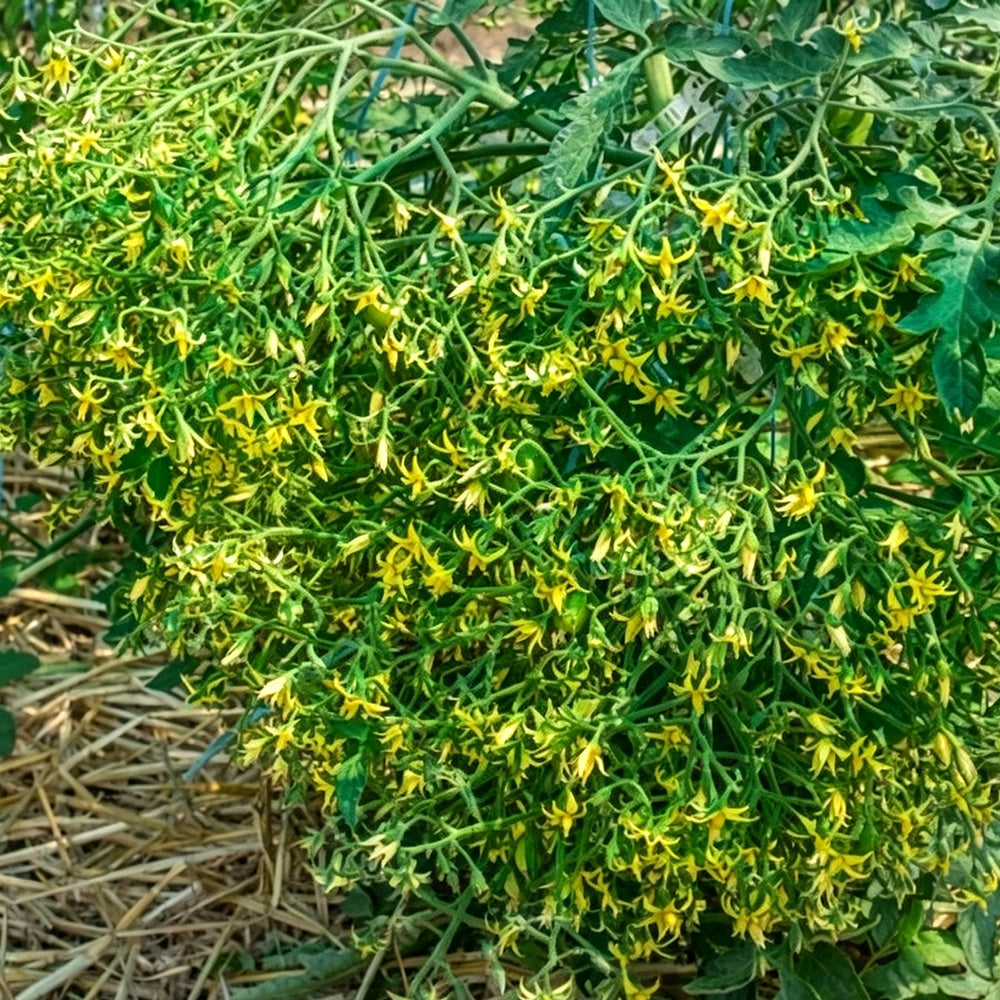 587 Lucfichoise Tomato