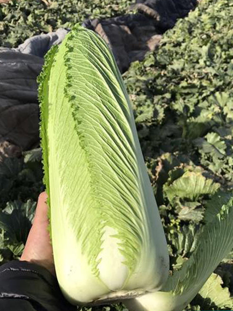 Taiyuan Erqing Chinese cabbage