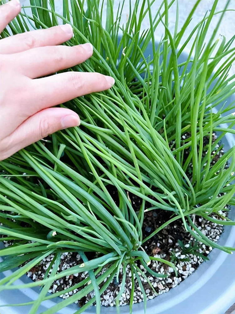 Four-Season Scallions