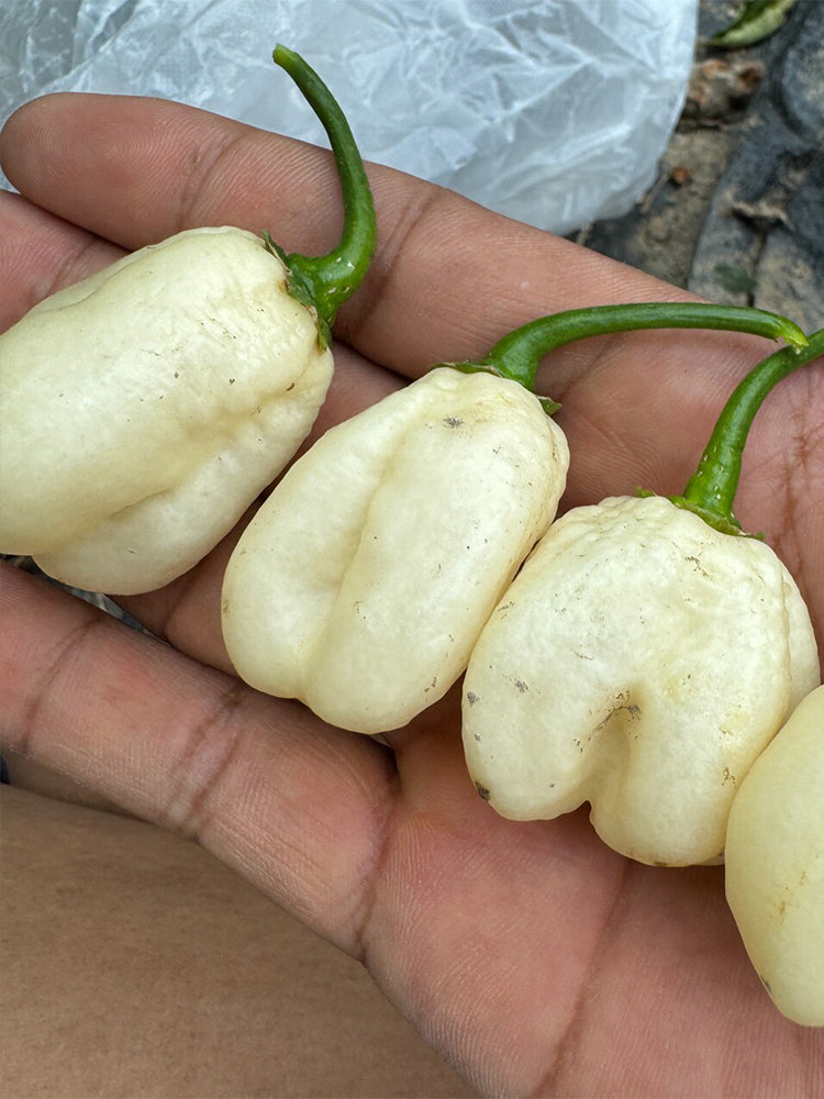White Habanero Pepper