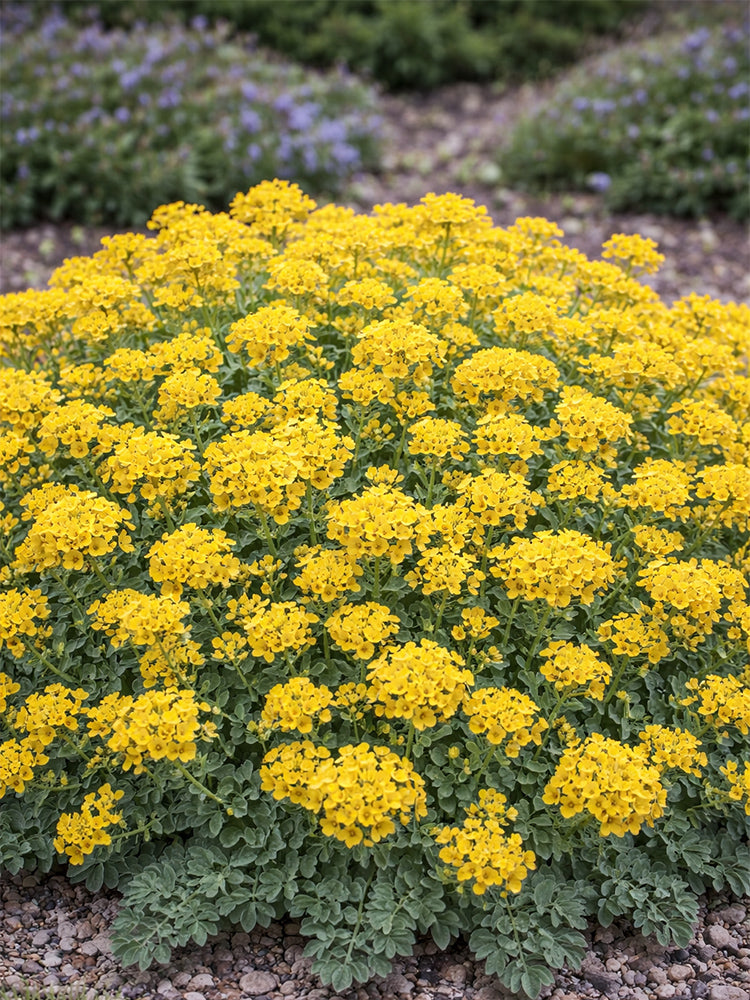 Mountain Alyssum