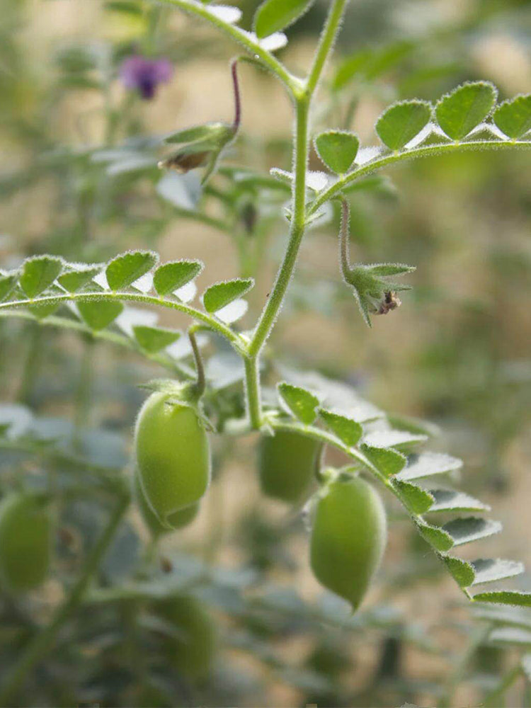 Kabuli Chickpea