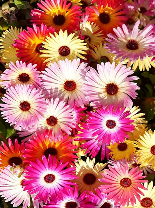 Summer Color Mix Lampranthus
