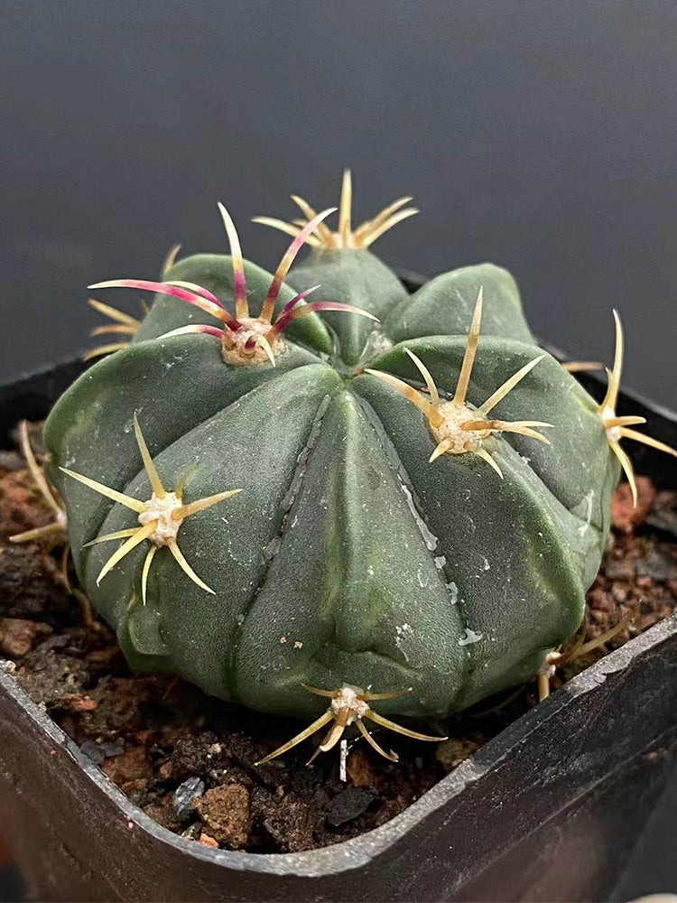 Ferocactus macrodiscus