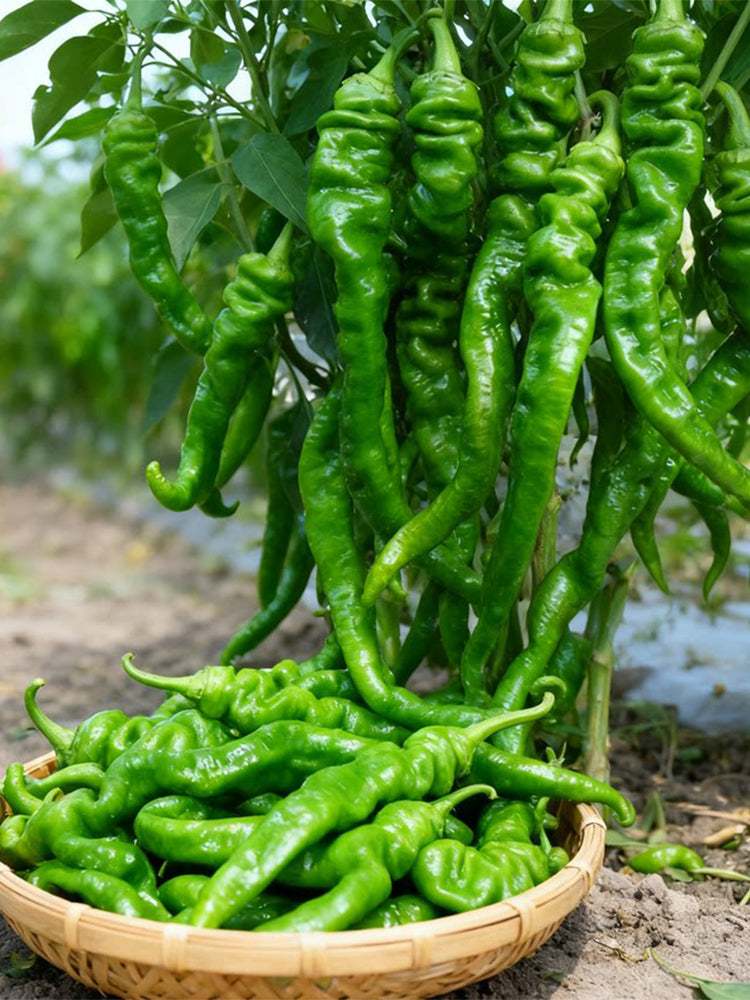 'Meinaxiang' Spiral Pepper