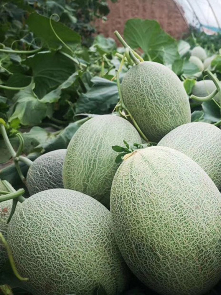 Zhenyu Sweet Melons