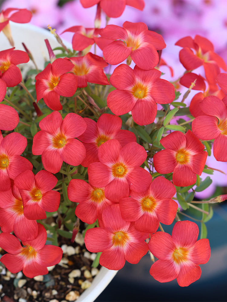 Oxalis 'Volcano'