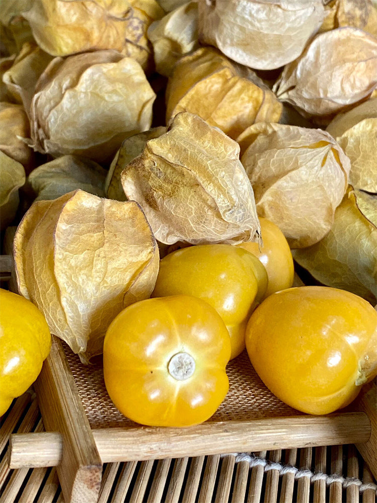 Golden Ground Cherry