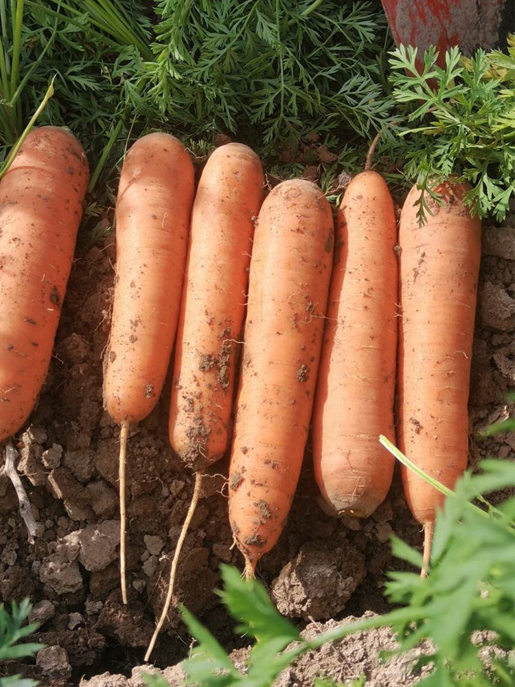 'Fengmei Xiaohongshen' Carrot