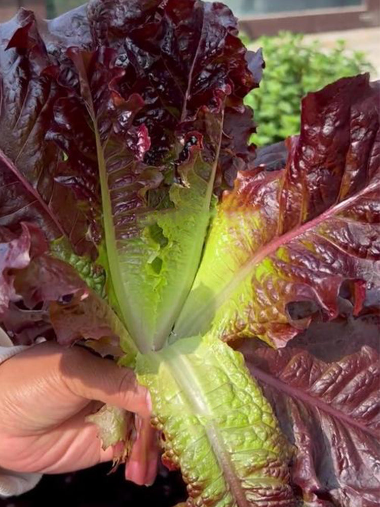 Crimson Wrap Lettuce (Lactuca sativa)