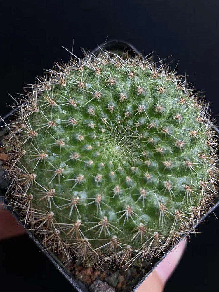 Rebutia minuscula