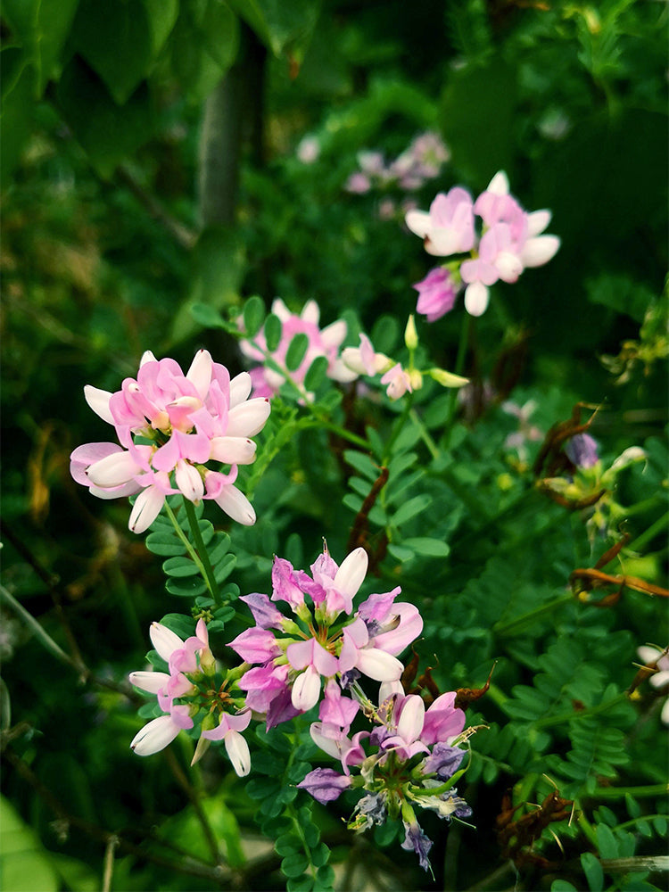 Crown Vetch