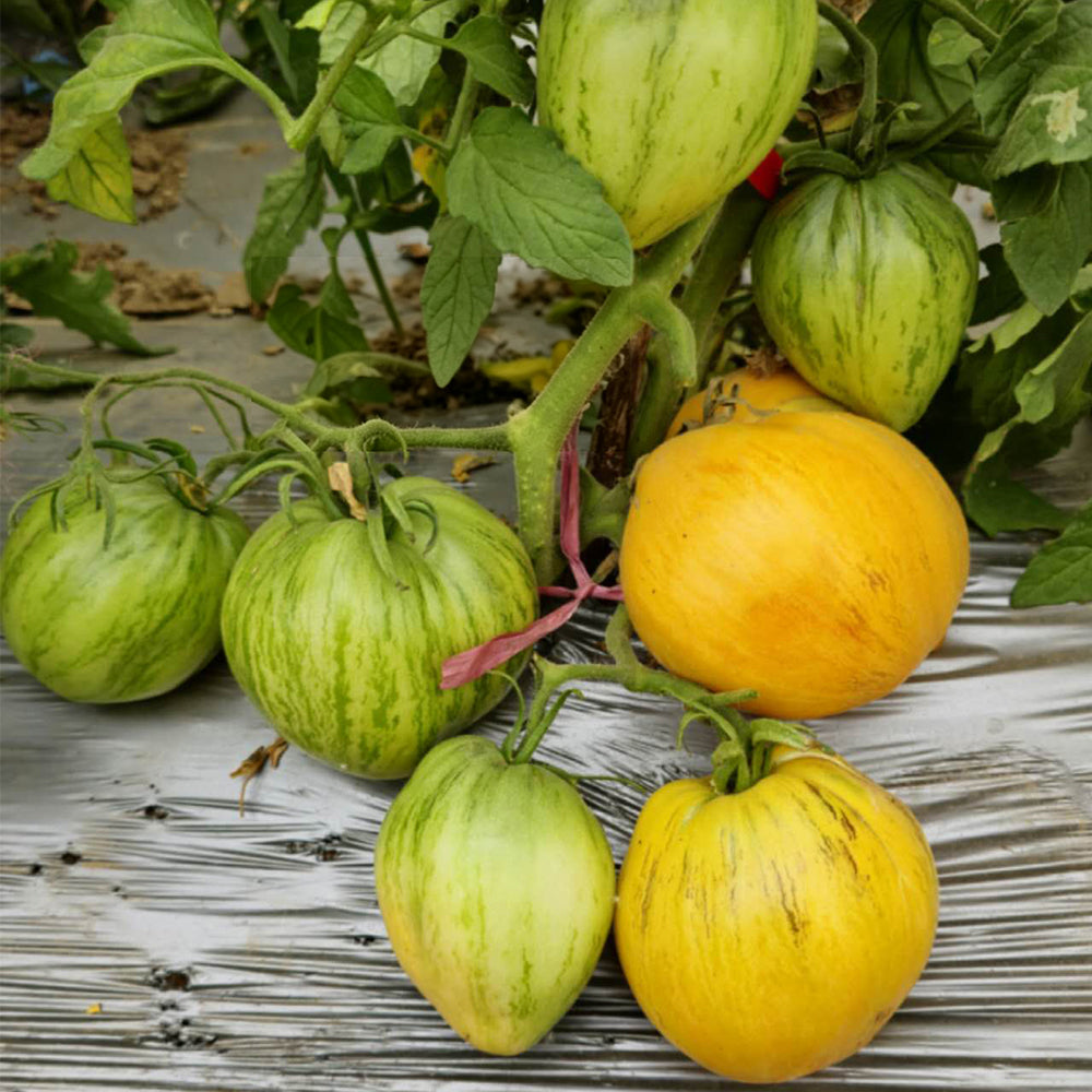 680 Melon Liqueur F6 Tomato