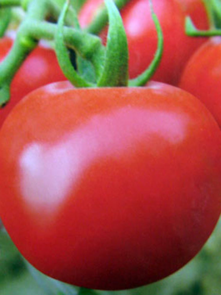 Belia Tomato