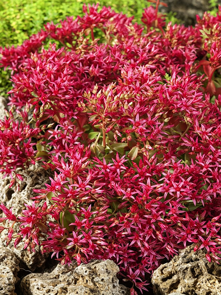 'Summer Glory' Stonecrop