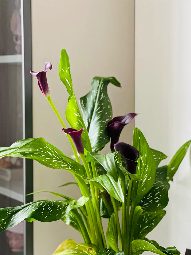 'Chief' Calla Lily