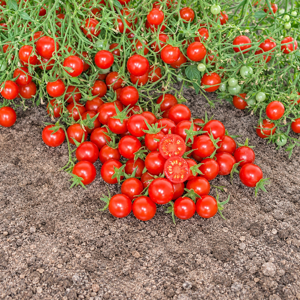 227 Myriam Multiflora Tomato