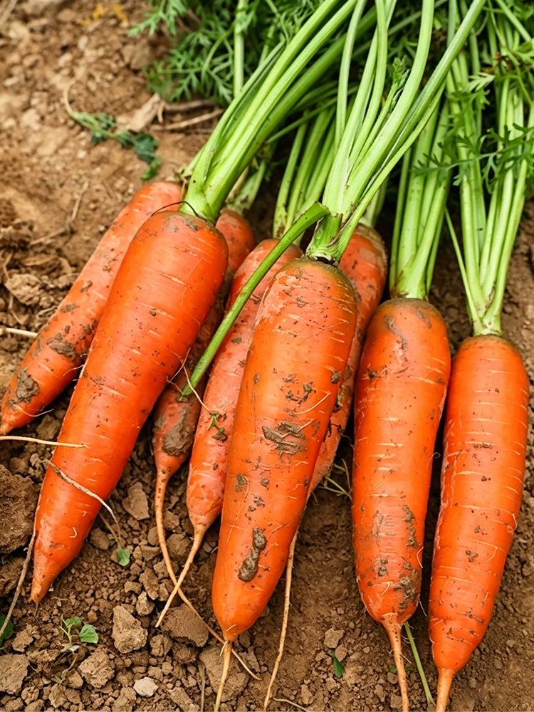 'Huangjian No.1' Carrot
