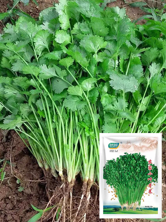 Farmer's Small-Leaf Cilantro