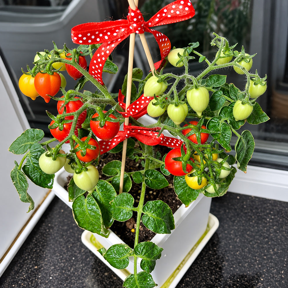 553 Little Heartbreaker Tomato