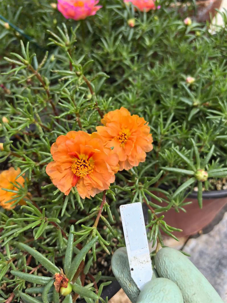 Hezhichun Orange Moss-Rose Purslane