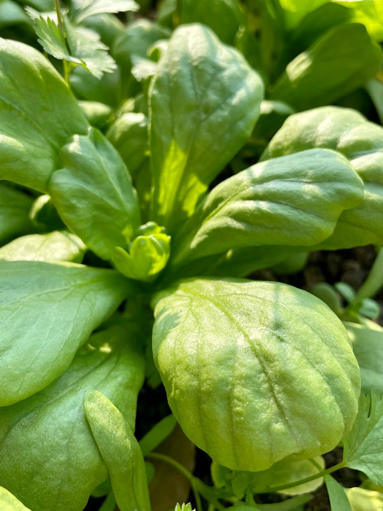 Large-Leaf Chrysanthemum Greens