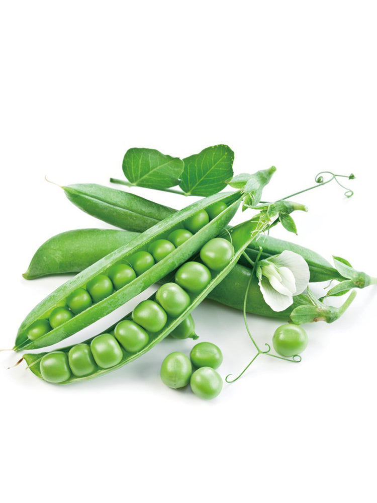 Edible Green Pea