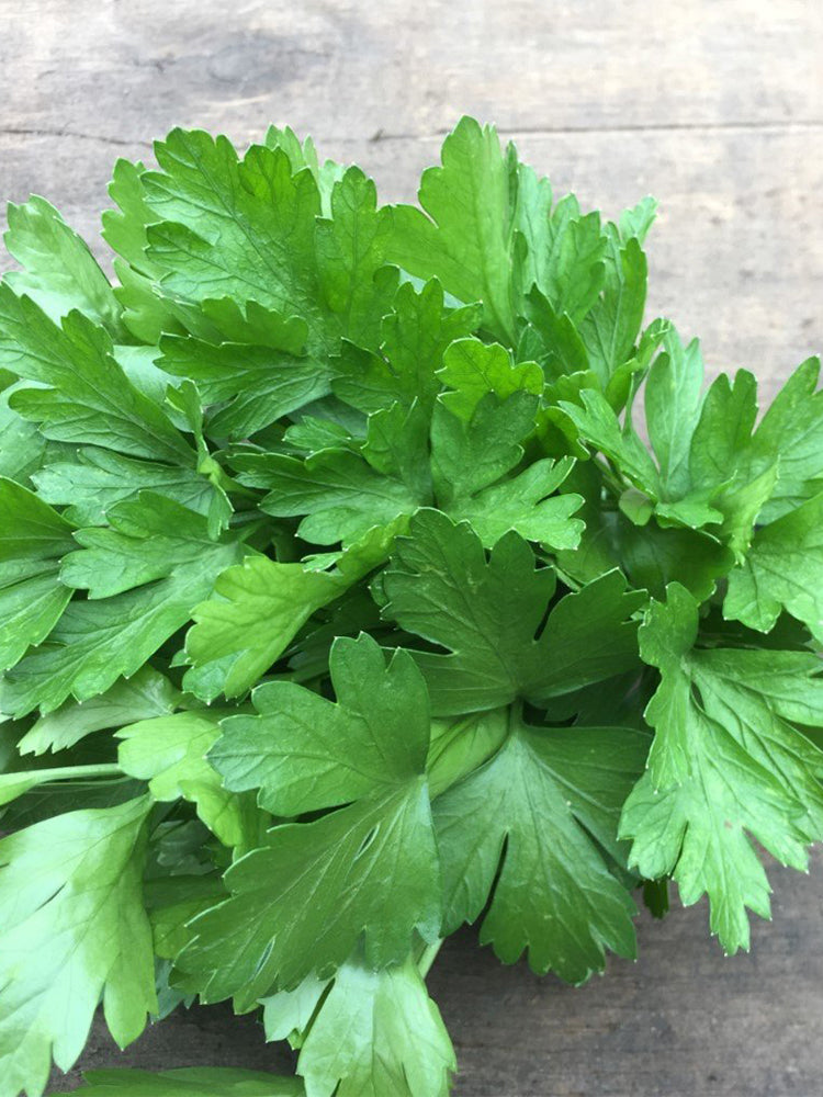 Italian Giant Parsley