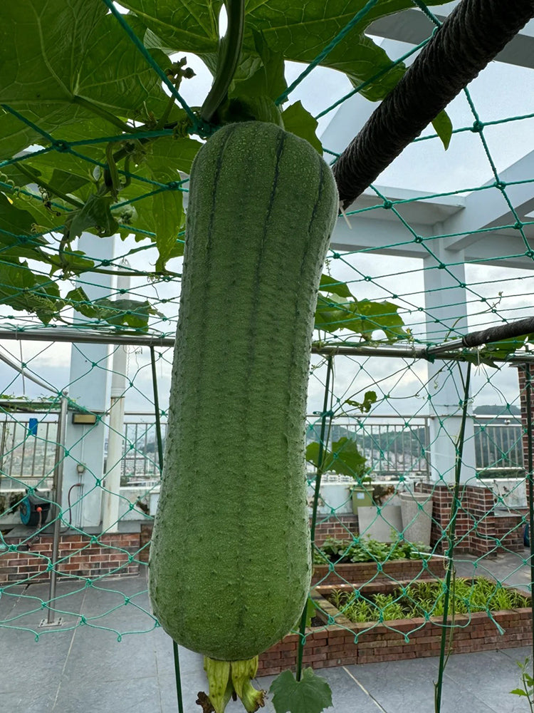 Yucui Sponge Gourd